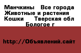 Манчкины - Все города Животные и растения » Кошки   . Тверская обл.,Бологое г.